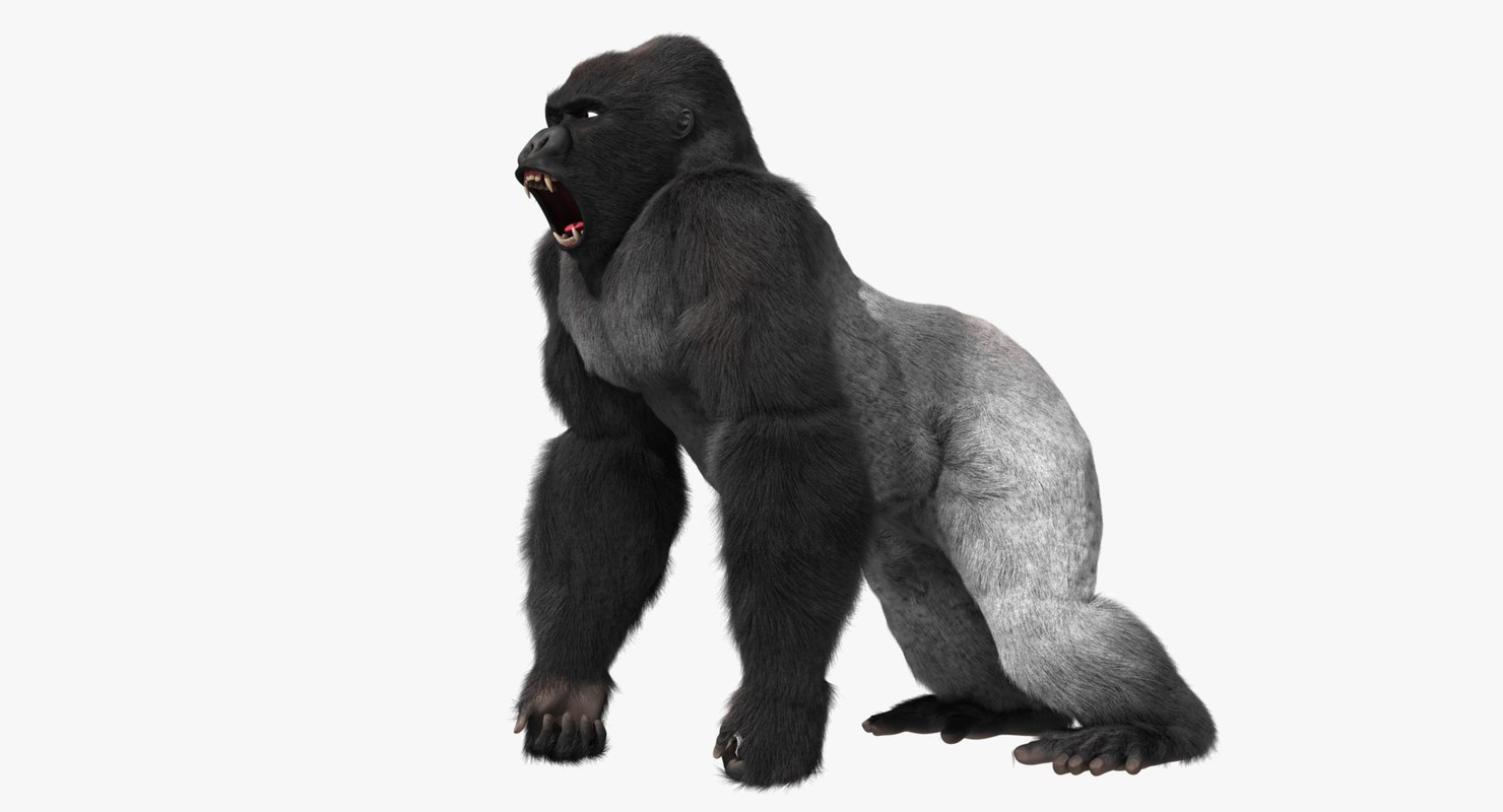 gorilla animation 3d obj - R 01.jpg7660f182 884f 45e6 B437 Fe272703D63aOriginal