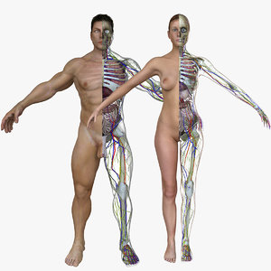 3d male female body anatomy