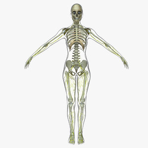 central nervous skeleton fe 3d model