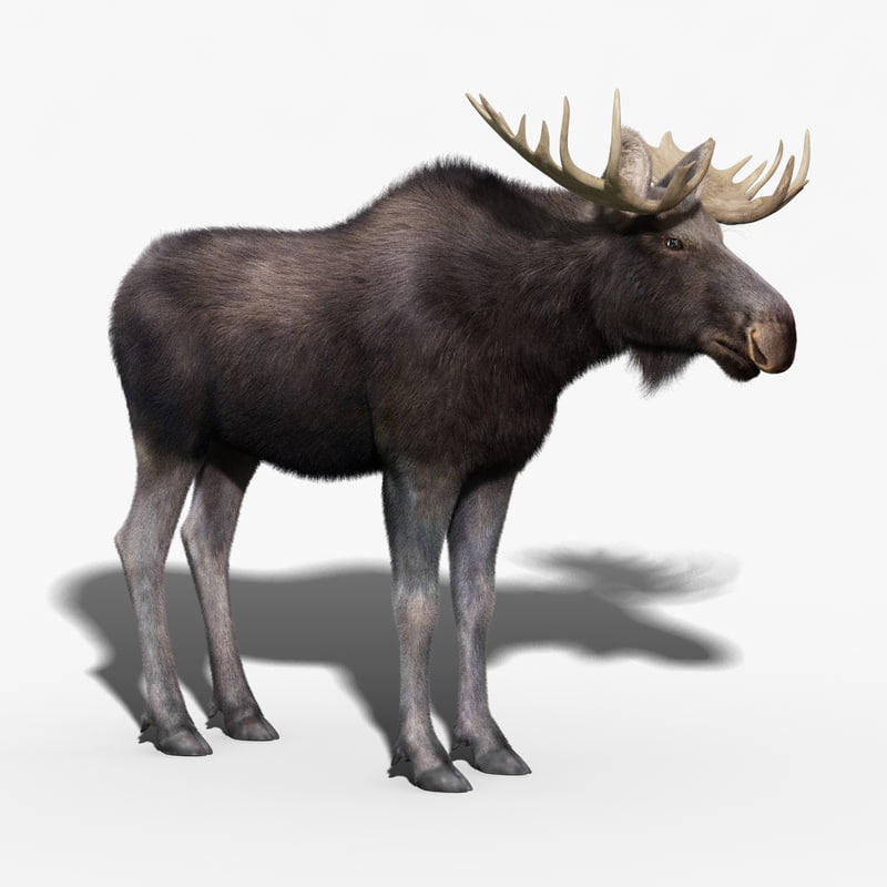 3d model moose fur