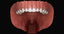 3ds max mixed dentition mouth tongue