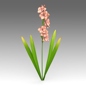 gladiolus flowers 3d model