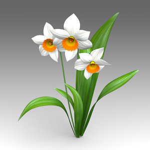 narcissus flower 3d model