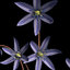 scilla flower 3d x