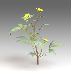 ranunculus flower 3d model