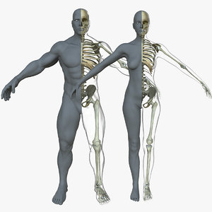 male female skeleton skin 3d model