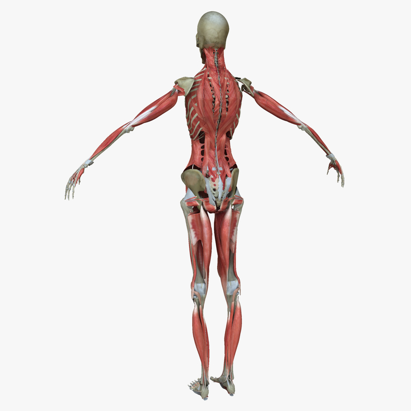 3d muscle anatomy medical edition