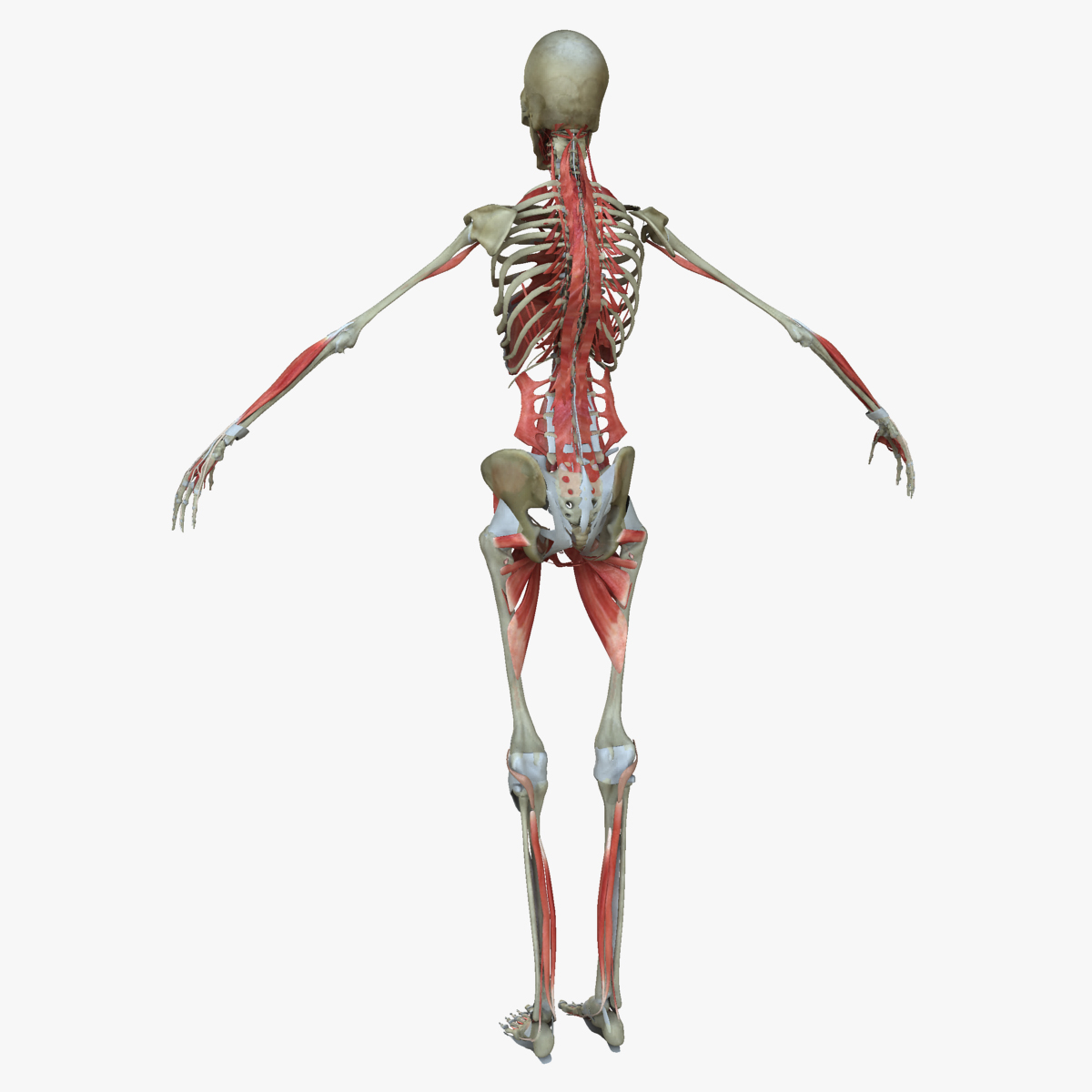 3d muscle anatomy medical edition