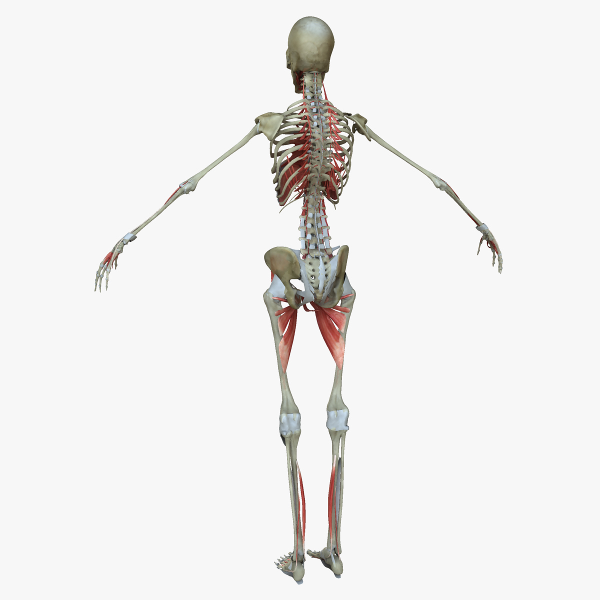 3d model muscle anatomy medical edition