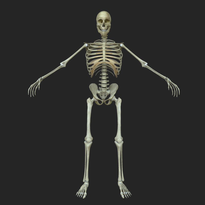 male human skeleton bone obj