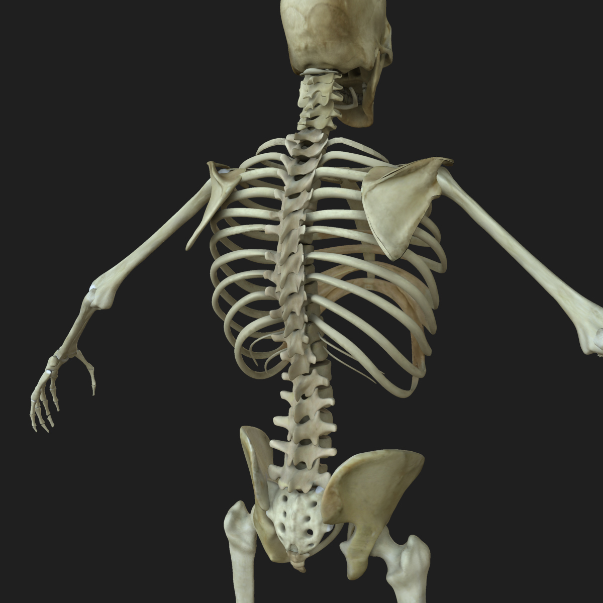 Скелет человека. Скелет со спины. Человеческий скелет со спины.