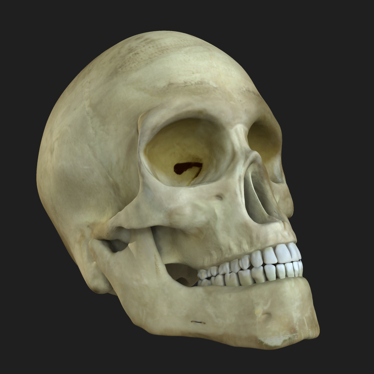 3d female human skeleton bone