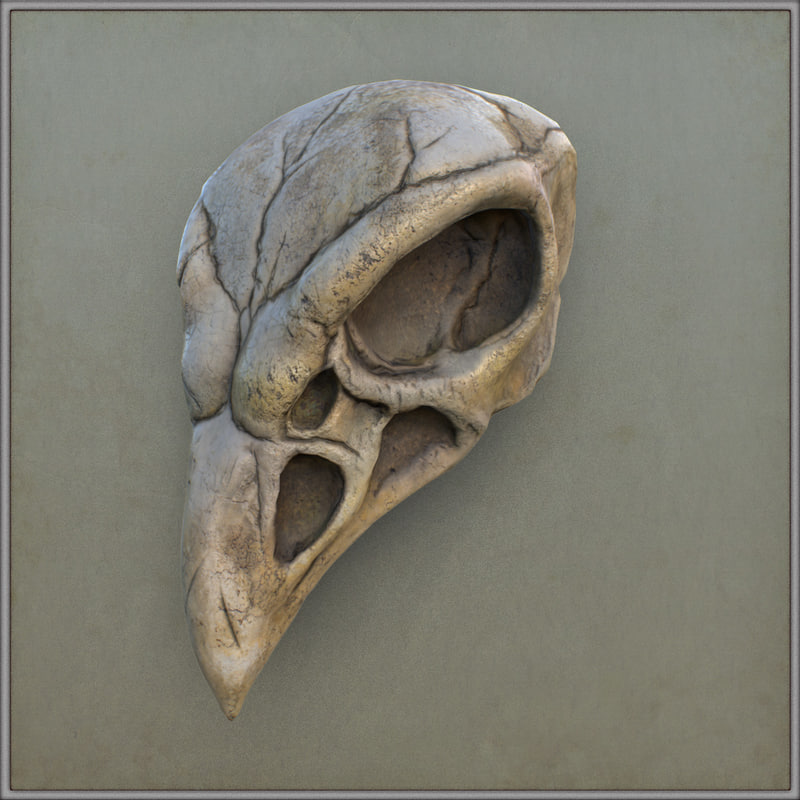bird skull obj