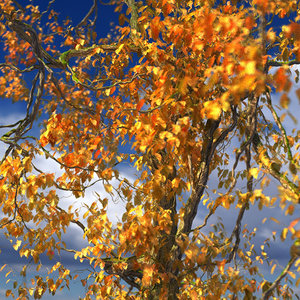 leaf season tree max