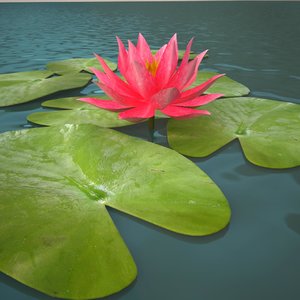 3ds max lily water