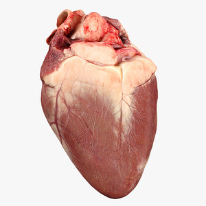 3d heart animation model