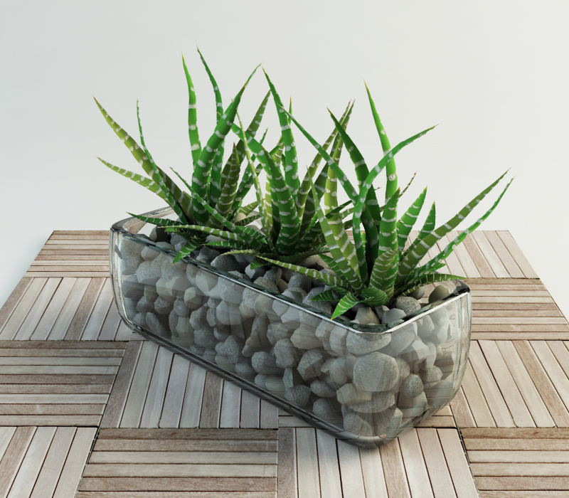 Succulent Haworthia Glass Vase 3d Model