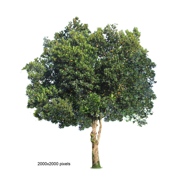 Texture PNG trees tree The