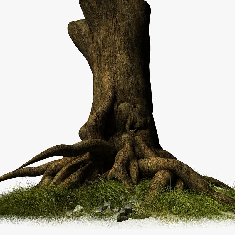  3d  roots  tree  model 