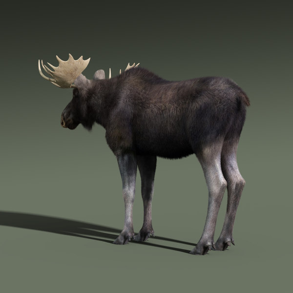 moose fur rigged 3d max