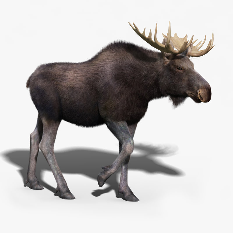 moose fur rigged 3d max