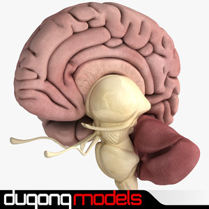 dugm01 human brain 3d model