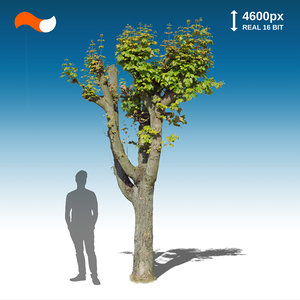 Cut Out Tree S 2