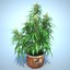 3d cannabis sativa plant pot model