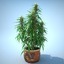 3d cannabis sativa plant pot model