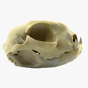 3d dog skull