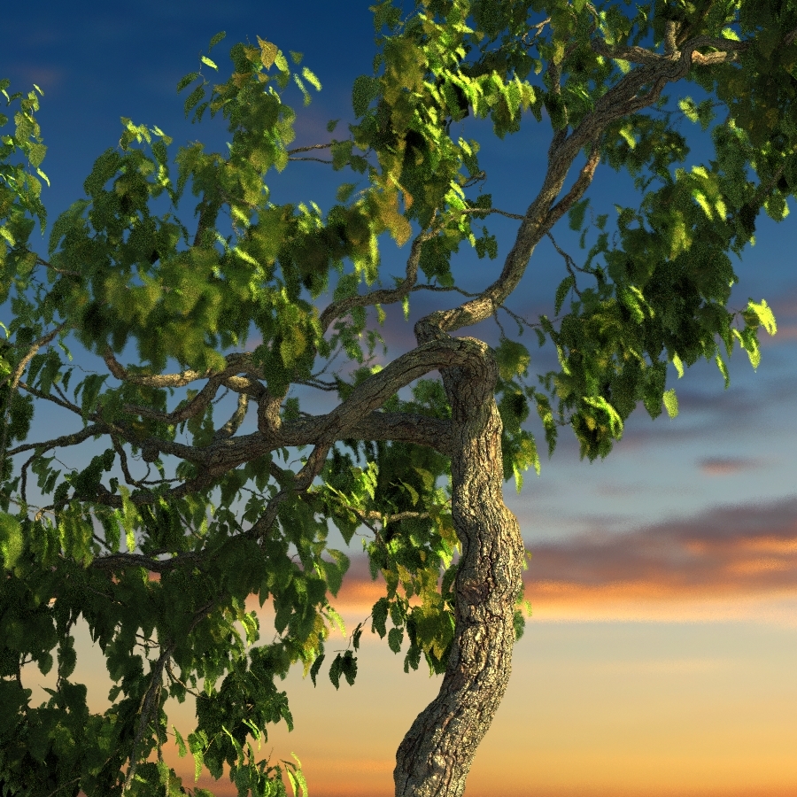 broadleaf leaf tree max