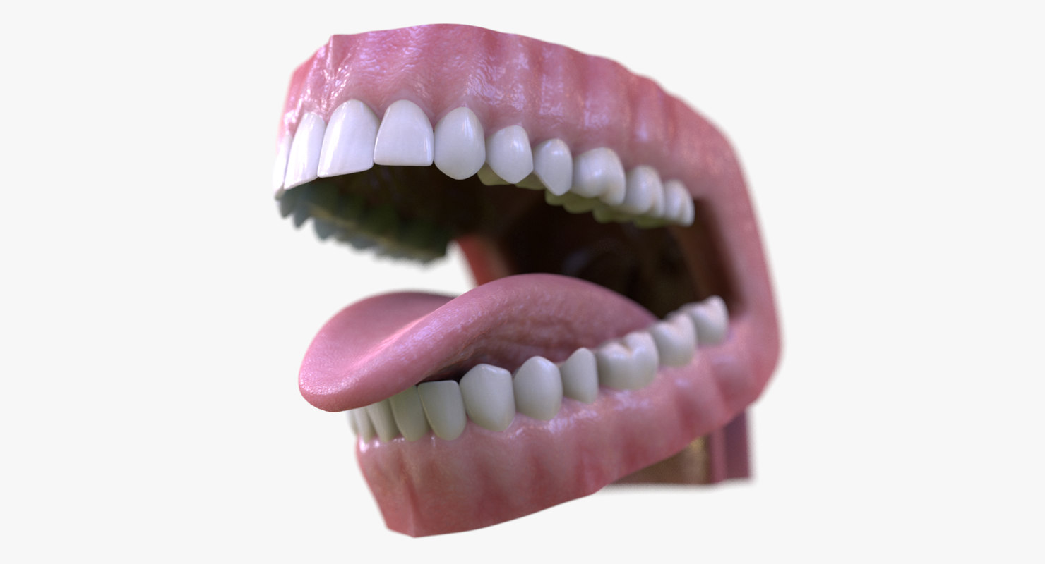 Model Of Mouth 46