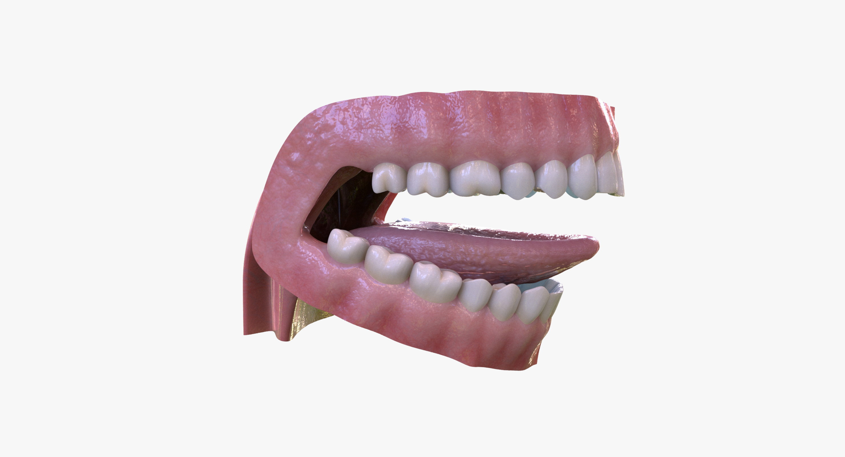 3d dental mouth realistic tongue model