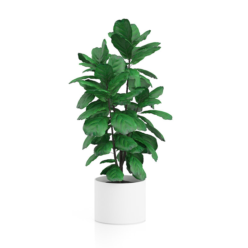 max tall ficus tree pot