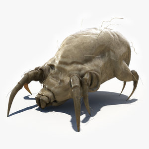 3d model dust mite