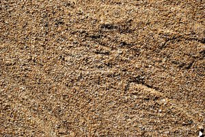 Beach_Texture_0006
