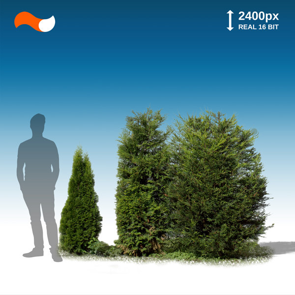 Texture PNG bush cut out