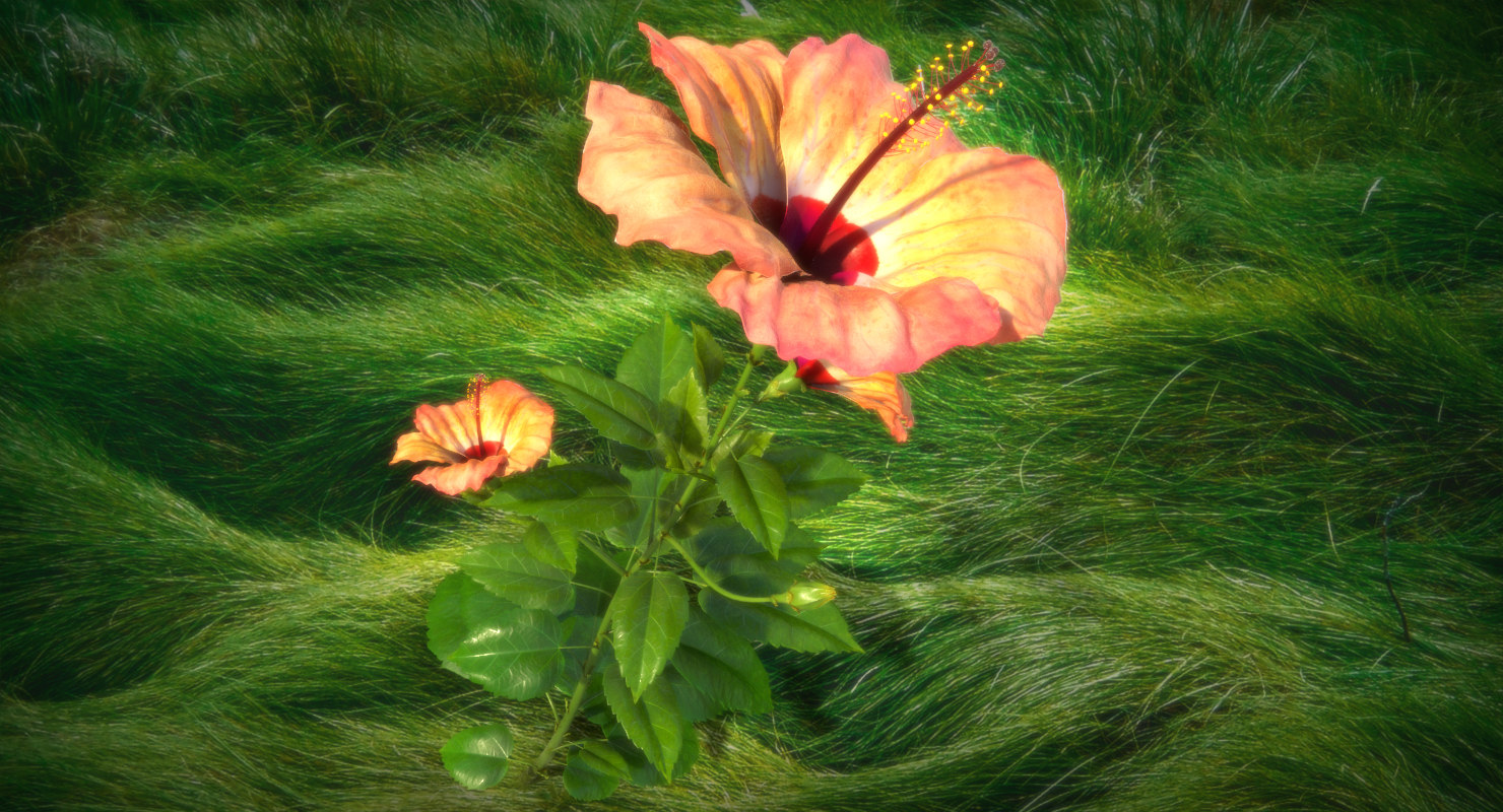  hibiscus  flower open 3d  model