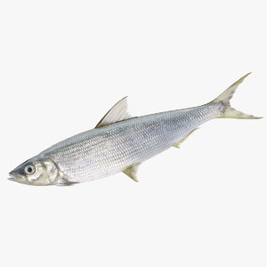max fish coregonus lavaretus whitefish