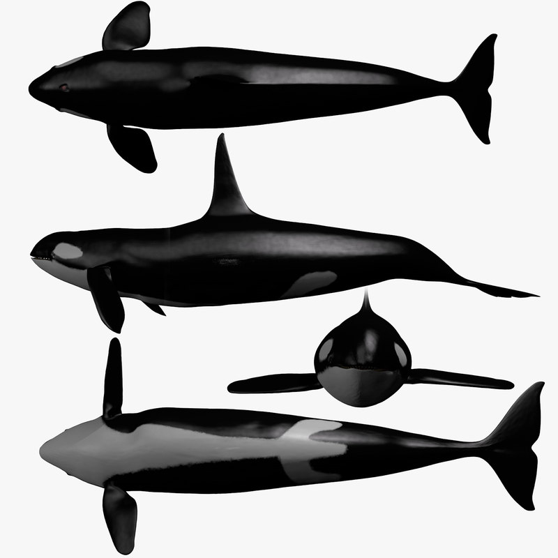 3d Model Killer Whale