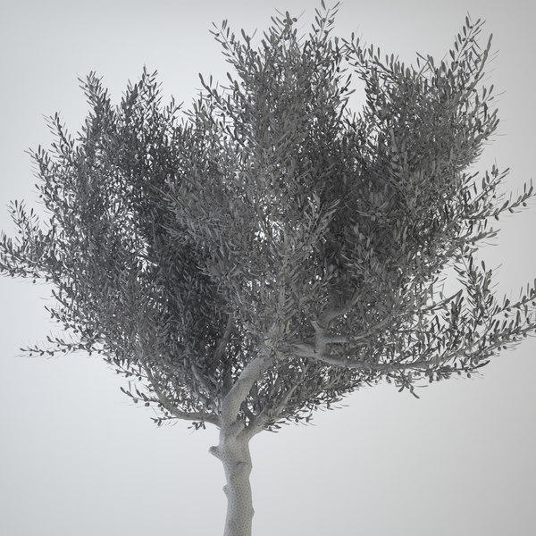 olive tree 3d max