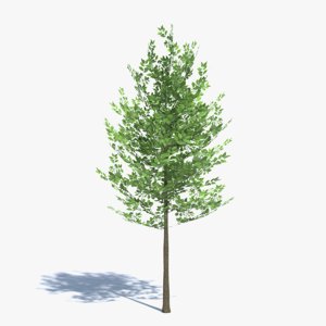 small tree 3d model