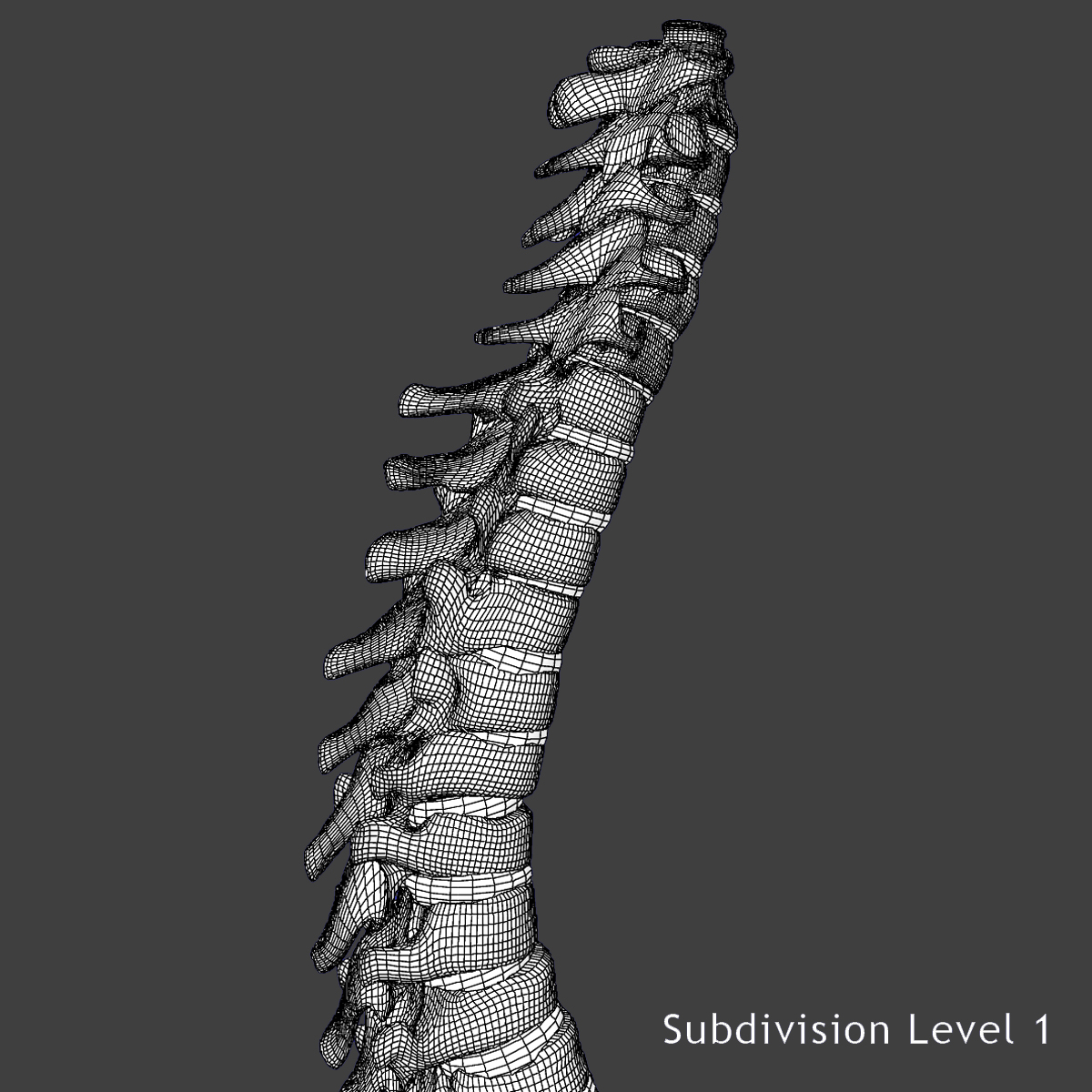 3D модель Мужской Скелет Человека - TurboSquid 957740