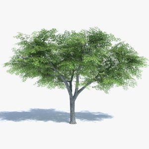 elm tree 3d model