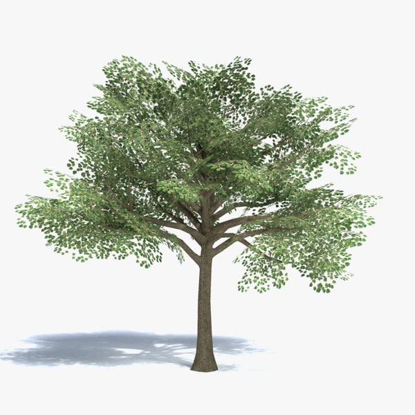 Low Poly Baum mittlerer Größe 3D-Modell - TurboSquid 960464