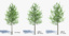 3ds max tree set polys
