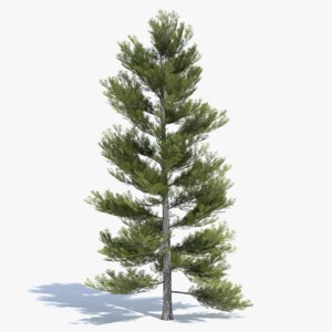 max pine tree