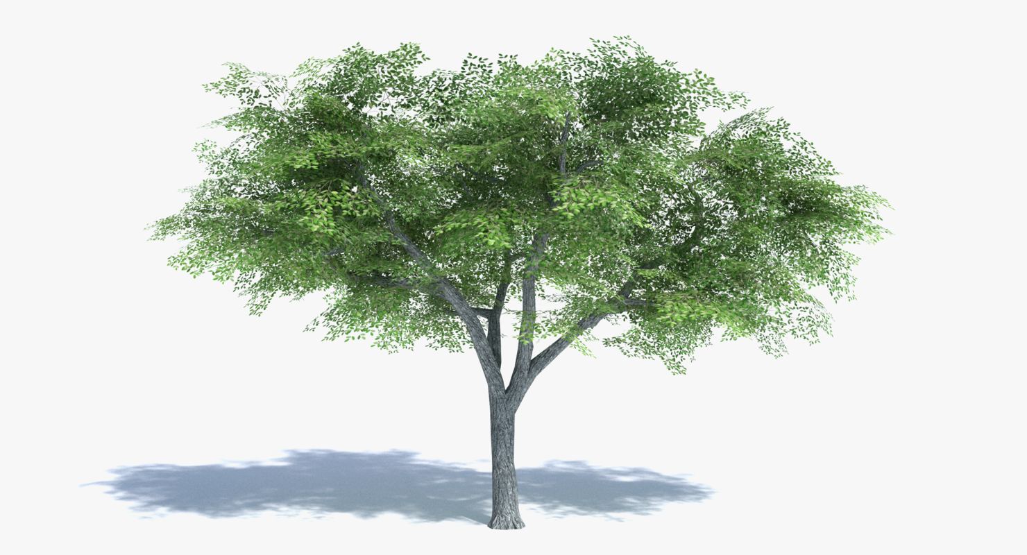 3ds max tree set polys