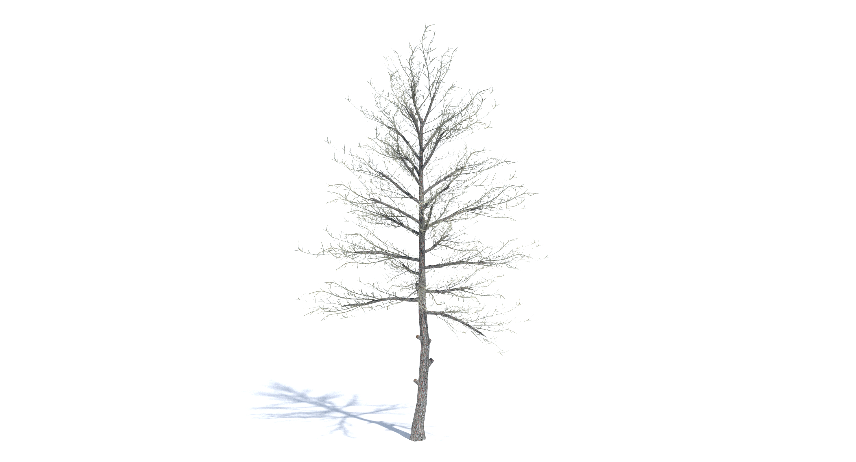 pine tree 3d model