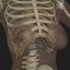 ultimate complete female anatomy 3d obj